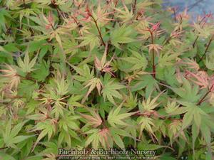 KURO HIME DWARF UPRIGHT JAPANESE MAPLE