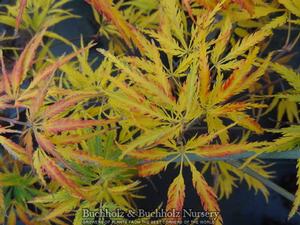 EAGLE CLAW UPRIGHT JAPANESE MAPLE