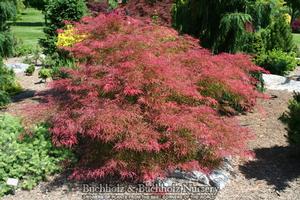 WATNONG DWARF WEEPING JAPANESE MAPLE