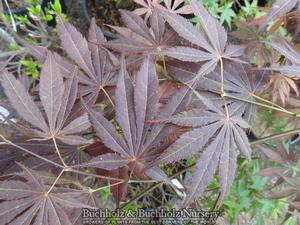 SUMINAGASHI UPRIGHT JAPANESE MAPLE
