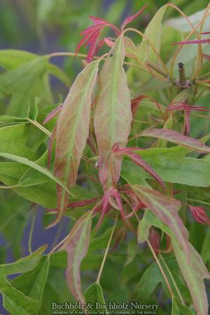 MINO YATSUBUSA TRIDENT MAPLE