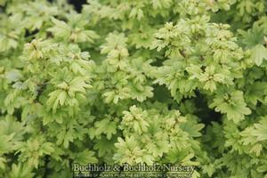 BABY BUTTONS VINE MAPLE