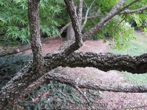 ARA KAWA UPRIGHT JAPANESE MAPLE