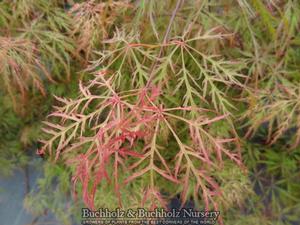 CHANTILLY LACE WEEPING JAPANESE MAPLE