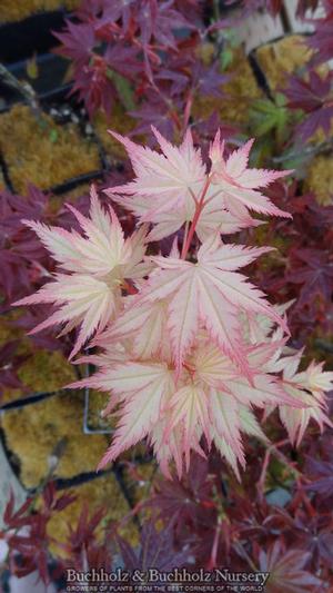 CORAL PINK UPRIGHT JAPANESE MAPLE