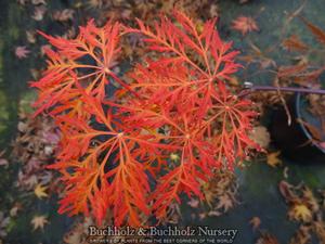 EMMA WEEPING JAPANESE MAPLE