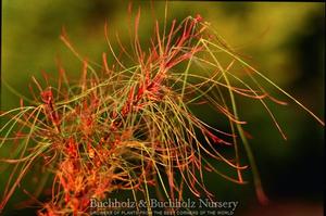 FAIRY HAIR DWARF UPRIGHT JAPANESE MAPLE