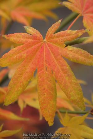 OGI TSUMA GAKI UPRIGHT JAPANESE MAPLE