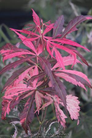 RAINBOW UPRIGHT JAPANESE MAPLE