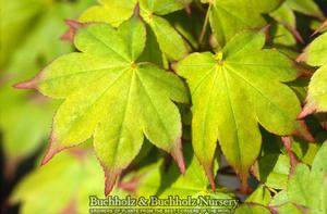 SATSUKI BENI UPRIGHT JAPANESE MAPLE