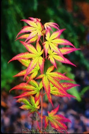 TSUMA GAKI UPRIGHT JAPANESE MAPLE