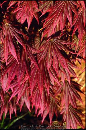 JOHIN FULL MOON UPRIGHT JAPANESE MAPLE