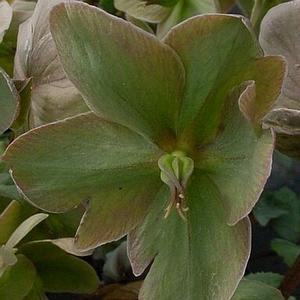 WALBERTON'S® IVORY PRINCE LENTEN ROSE