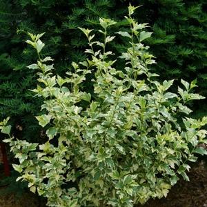 SUGAR TIP® GOLD ALTHEA
