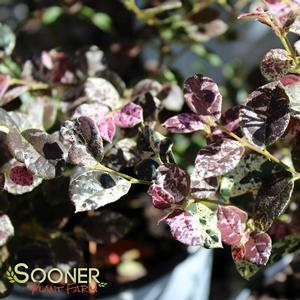 JAZZ HANDS NIGHT MOVES® LOROPETALUM