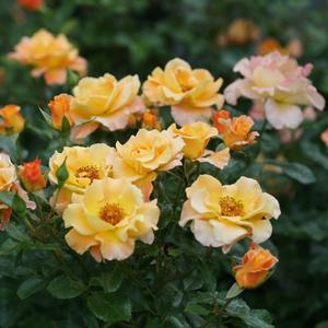 SUNORITA® SHRUB ROSE