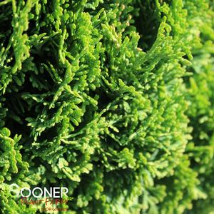 TATER TOT® ARBORVITAE