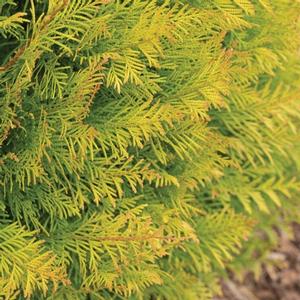 FLUFFY® ARBORVITAE
