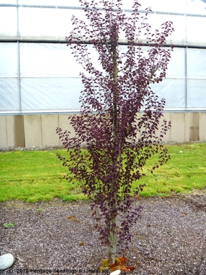 RED FOX KATSURA TREE