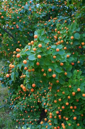 MANDARIN JEWEL® KOUSA DOGWOOD
