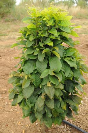 DWARF COLUMNAR EUROPEAN HORNBEAM