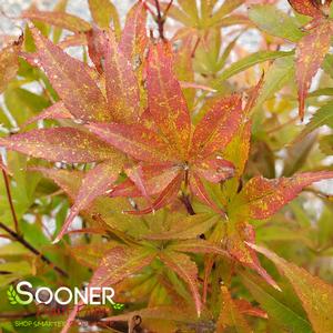 WINTER'S RED UPRIGHT JAPANESE MAPLE