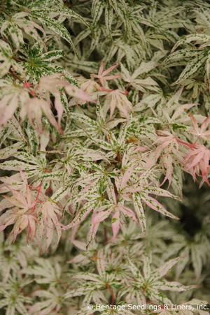 FLOATING CLOUD UPRIGHT JAPANESE MAPLE