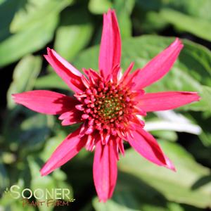 DOUBLE SCOOP™ CRANBERRY CONEFLOWER