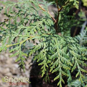 FULL SPEED A HEDGE® ARBORVITAE