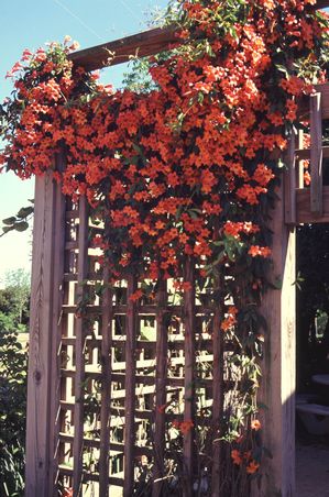TANGERINE BEAUTY CROSSVINE