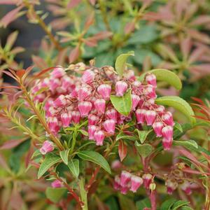 INTERSTELLA® PIERIS