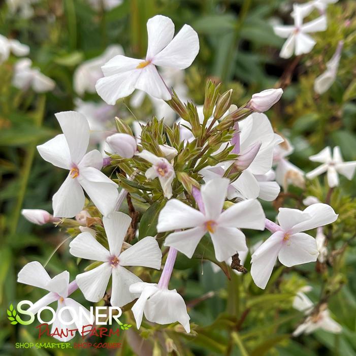 FASHIONABLY EARLY CRYSTAL GARDEN PHLOX