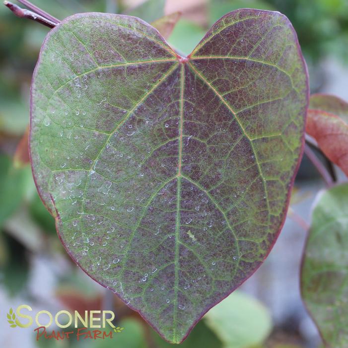 CAROLINA SWEETHEART® REDBUD