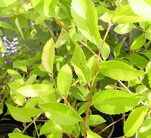 GOLDEN REY ELM