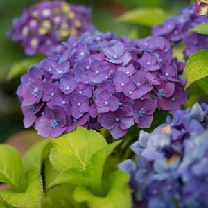 ENDLESS SUMMER® SUMMER CRUSH® HYDRANGEA