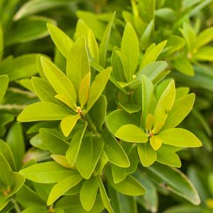 BANANAPPEAL® SMALL ANISE TREE