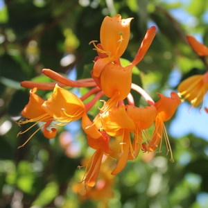 MANDARIN HONEYSUCKLE