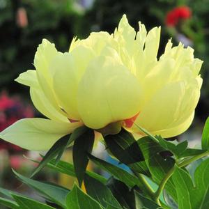 BARTZELLA ITOH INTERSECTIONAL PEONY
