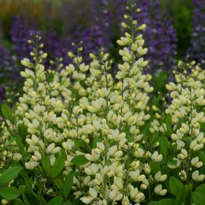 DECADENCE® VANILLA CREAM FALSE INDIGO