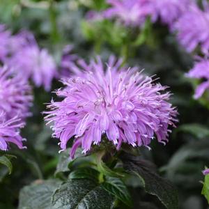 SUGAR BUZZ® BLUE MOON BEEBALM