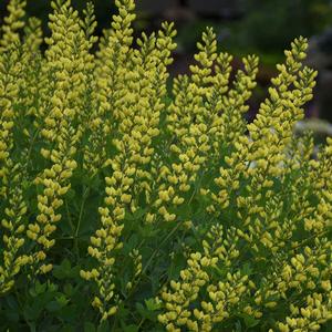 AMERICAN GOLDFINCH FALSE INDIGO