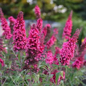 MONARCH® PRINCE CHARMING BUTTERFLY BUSH