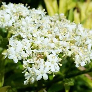 GOLDEN TOWER™ ELDERBERRY