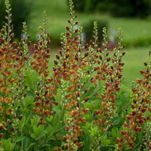 DECADENCE® CHERRIES JUBILEE FALSE INDIGO
