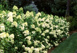 LIMELIGHT HYDRANGEA