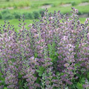 VIOLET DUSK FALSE INDIGO
