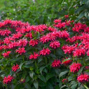 SUGAR BUZZ® CHERRY POPS BEEBALM