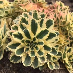 ATLANTIS® SEDUM