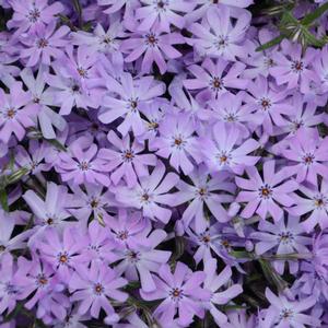 BEDAZZLED LAVENDER PHLOX