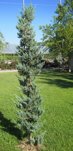 OKLAHOMA SILVER JUNIPER